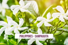 Philippines-Sampaguita-1