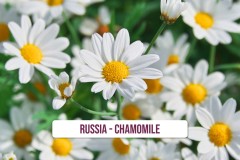Russia-Chamomile