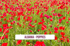 Albania-Poppies