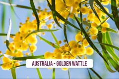Australia-Golden-Wattle-1