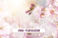 China-Plum-Blossom-1