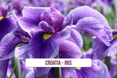 Croatia-Iris