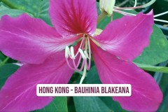 Hong-Kong-Bauhinia-blakeana-1