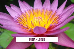 India-Lotus