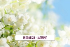 Indonesia-Jasmine-1