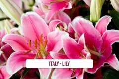 Italy-Lily