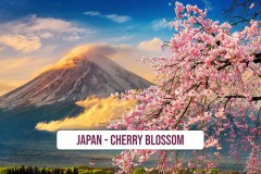 Japan-Cherry-Blossom-1