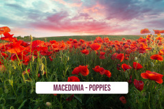 Macedonia-Poppies