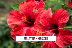Malaysia-Hibiscus-1