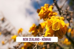 New-Zealand-Kowhai-1