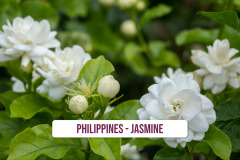 Philippines-Jasmine