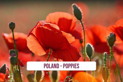 Poland-Poppies