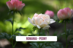 Romania-Peony