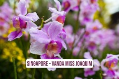 Singapore-Vanda-Miss-Joaquim-1