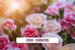Spain-Carnations