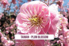 Taiwan-Plum-Blossom-1