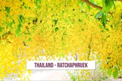Thailand-Ratchaphruek-1