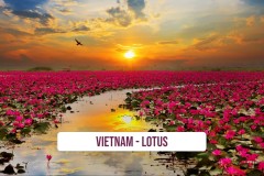Vietnam-Lotus-1